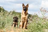 BERGER ALLEMAND 281